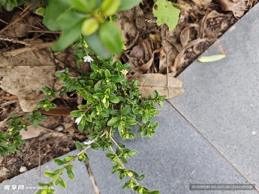墙角绿植生机盎然
