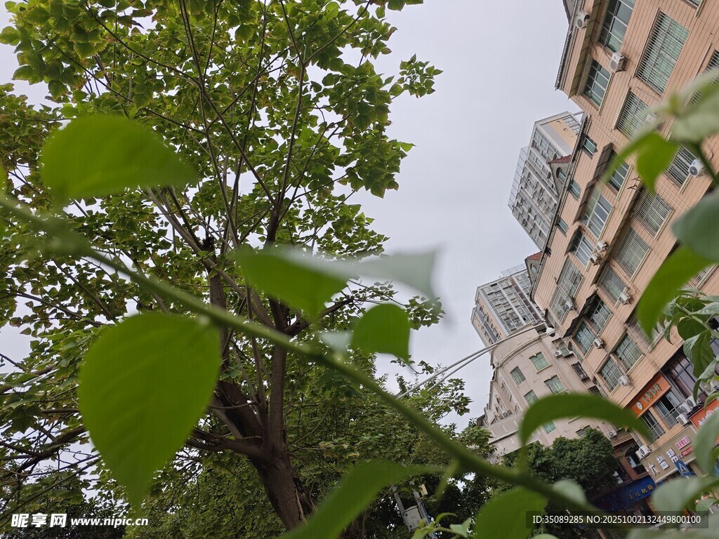 小区绿植与楼房景观