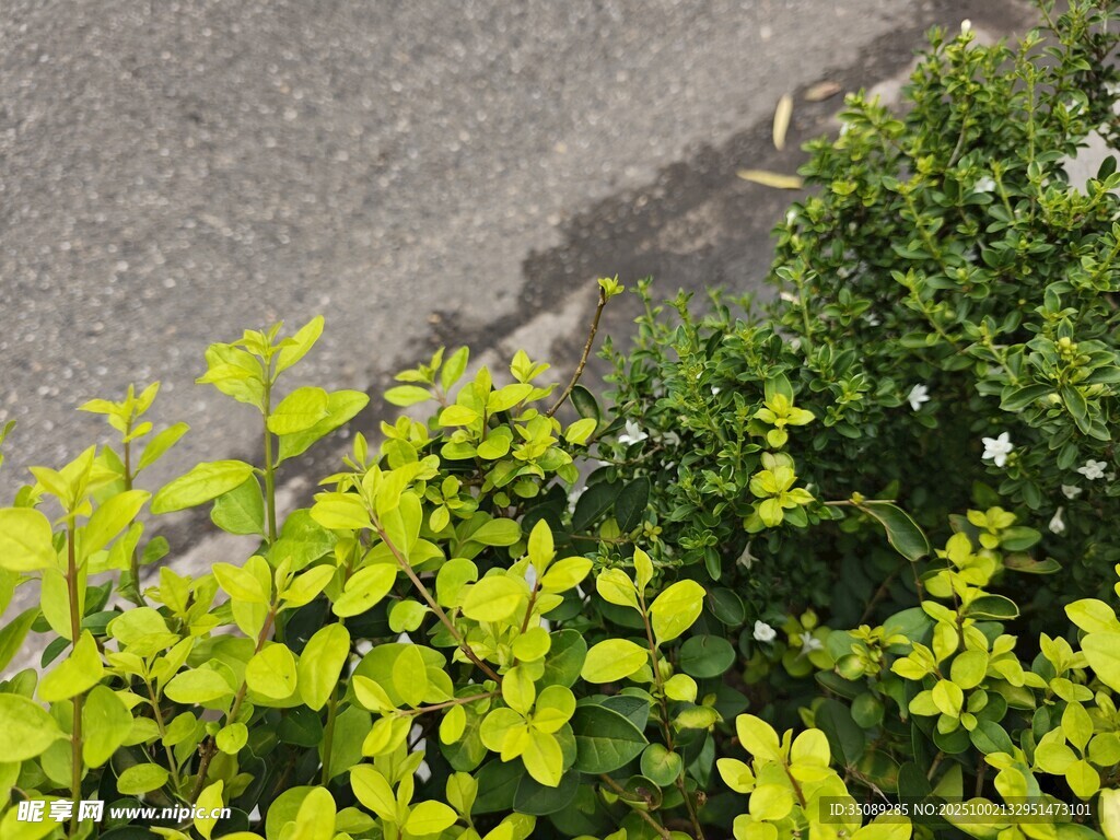 路边翠绿繁茂的灌木丛