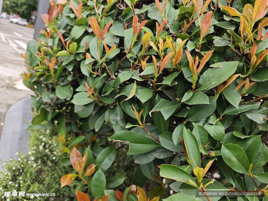 绿叶橙边植物景观