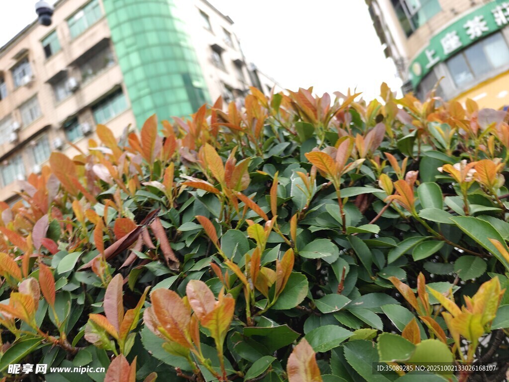 城市中多彩的绿植景观