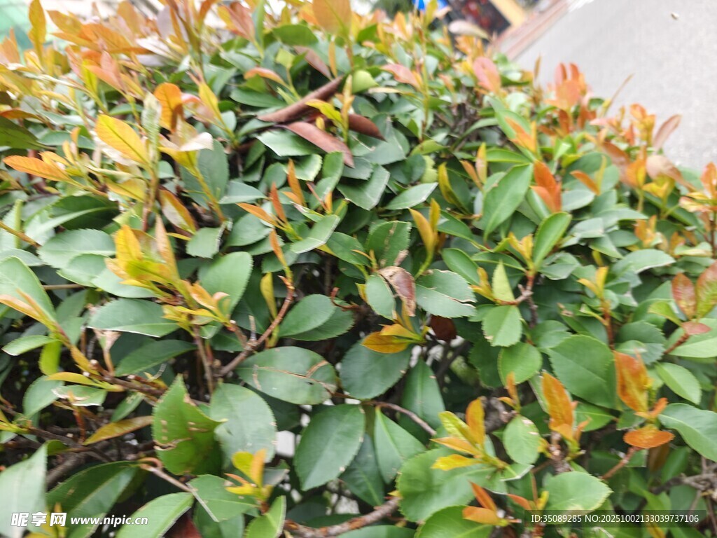 绿叶间的多彩叶片植物