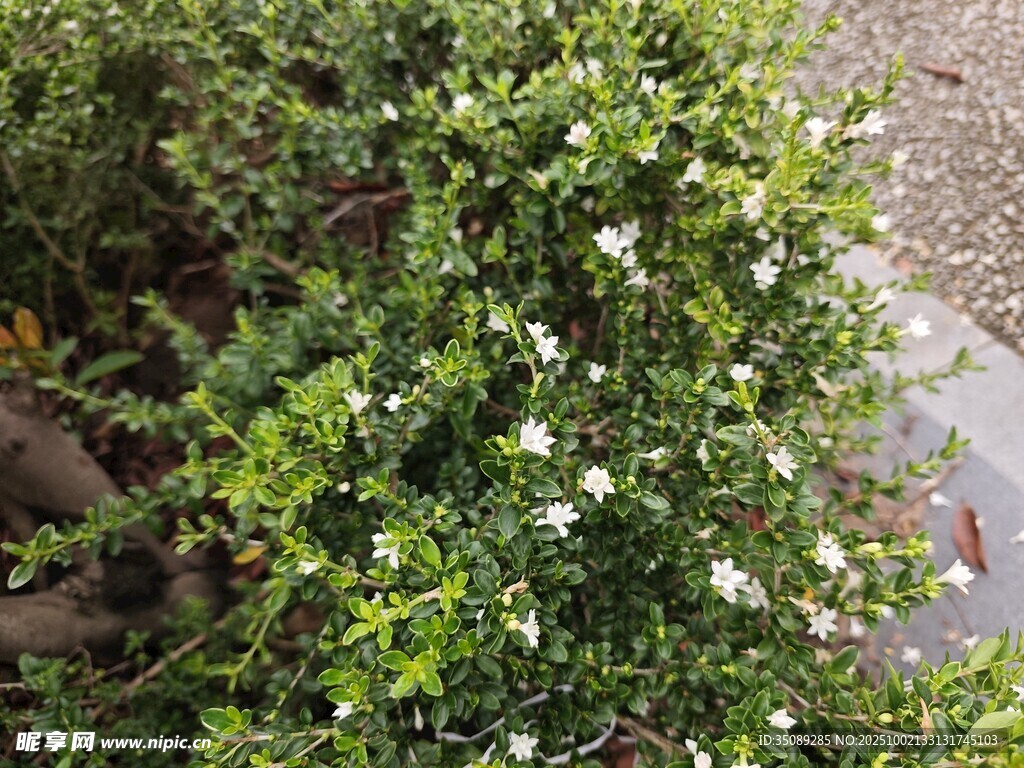 绿叶丛中绽放的白色小花