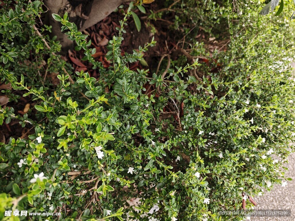 绿叶白花的繁茂植物