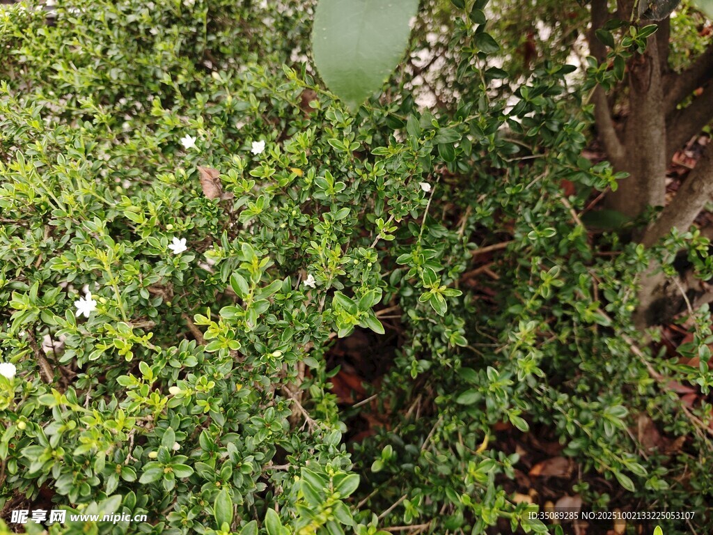 翠绿繁茂的爬藤植物