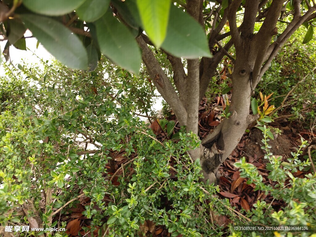 繁茂树下绿植生机勃勃