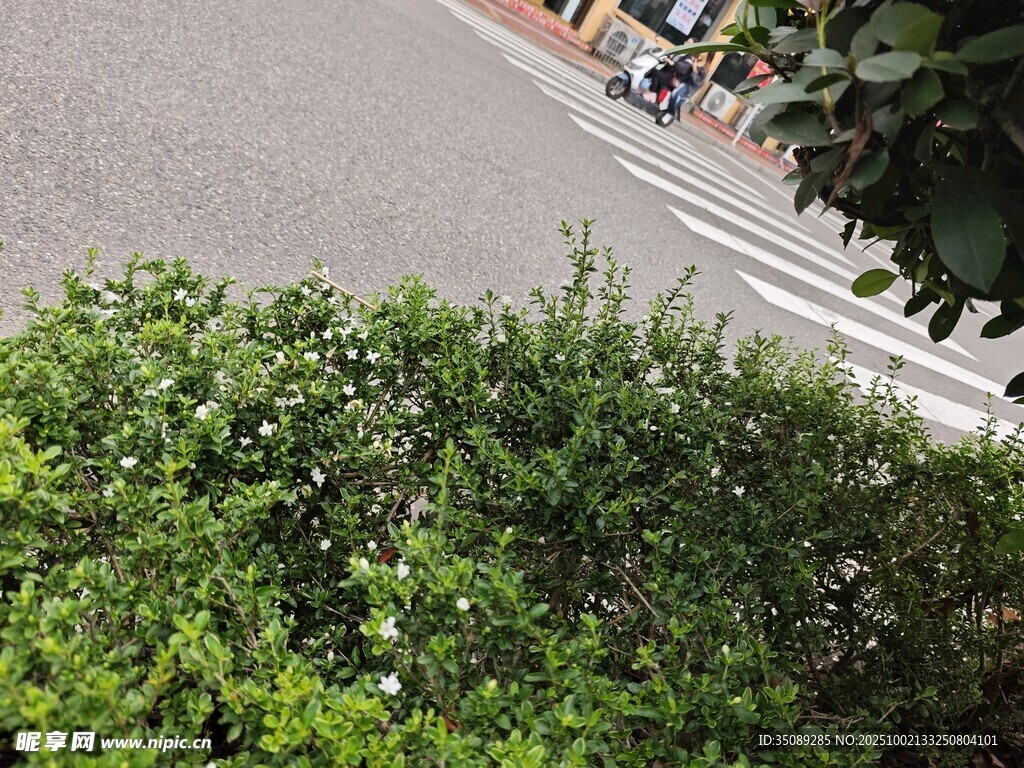 路边绿植景观