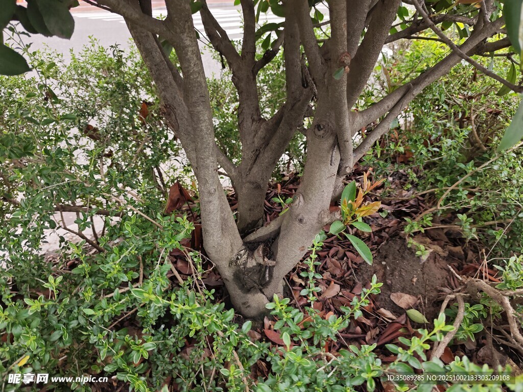 老树根基周边绿植环绕