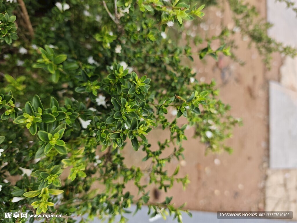 绿叶间的白色小花