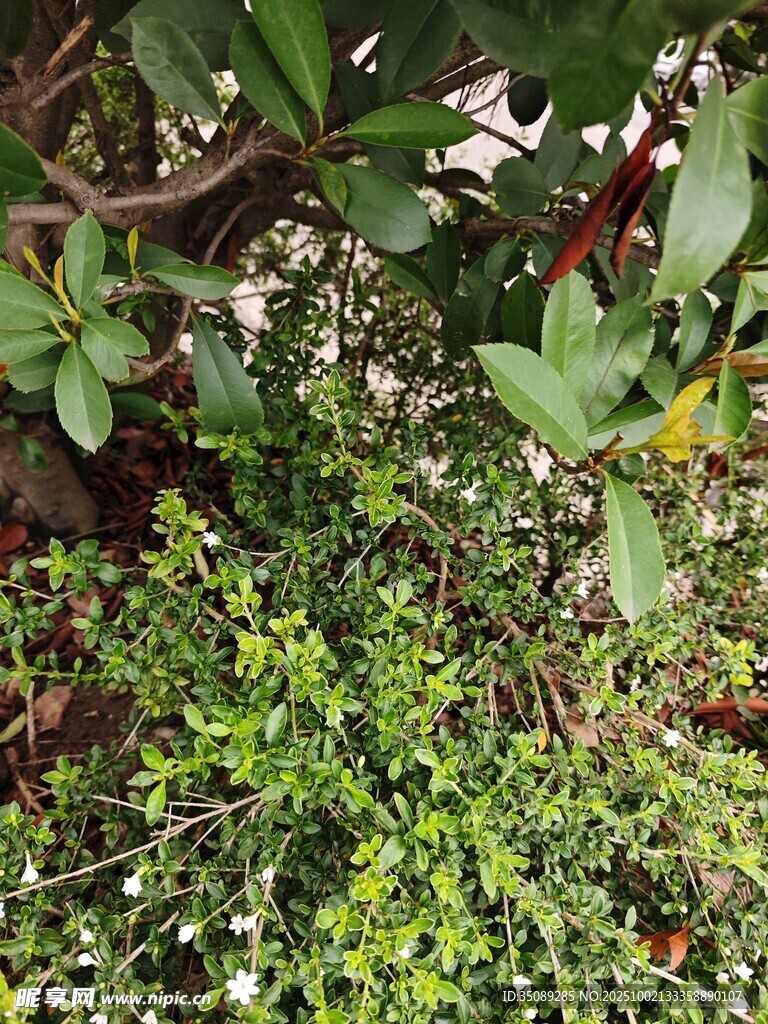 多样绿植展现自然生机