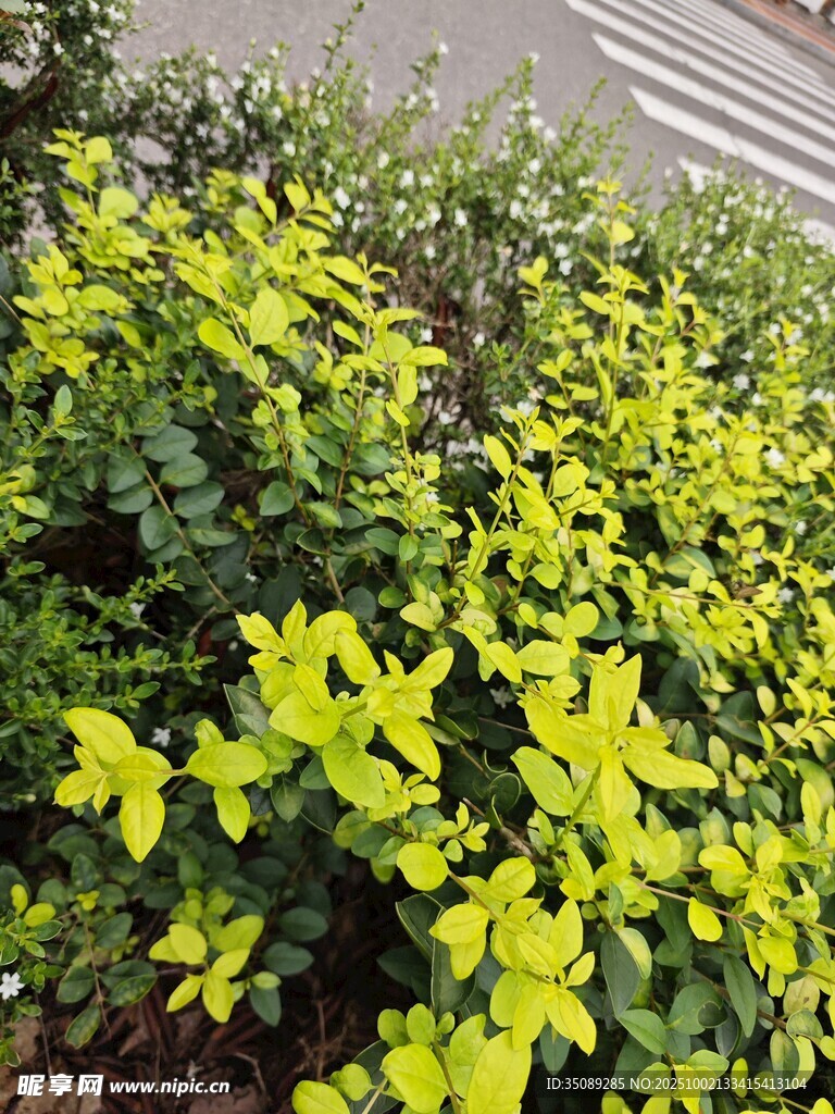 路边翠绿繁茂的灌木丛