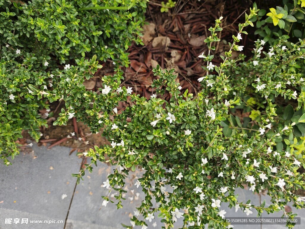 路边繁茂的白色小花植物