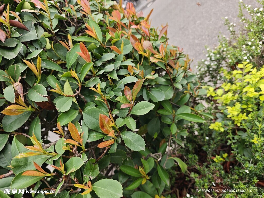 多彩叶片的绿植景观