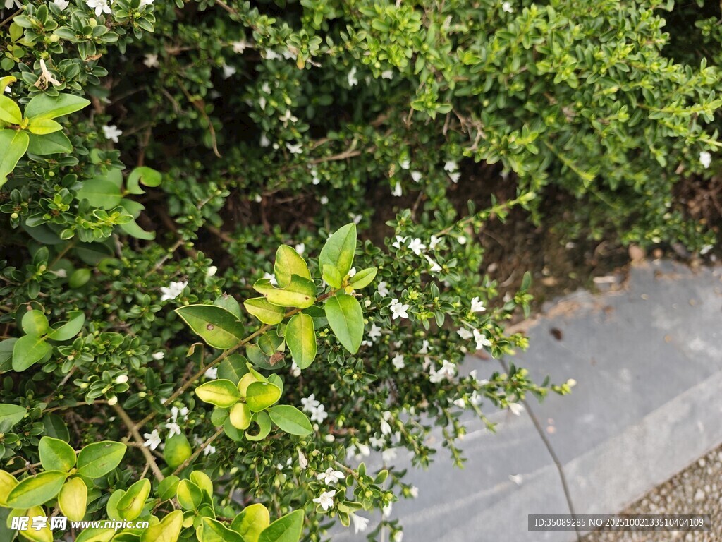 绿意盎然的小径旁绿植景观