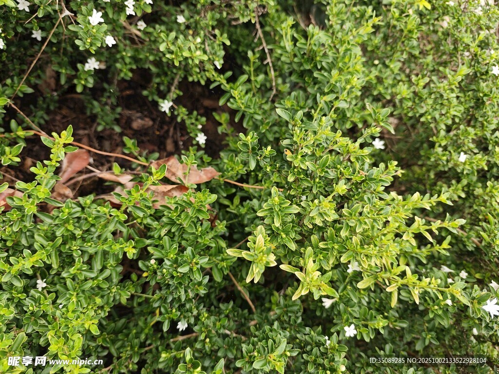 繁茂绿植特写