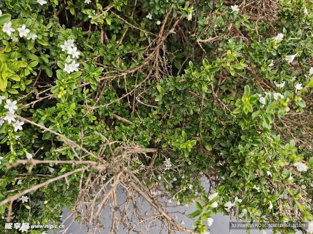 枝头绽放的白色小花