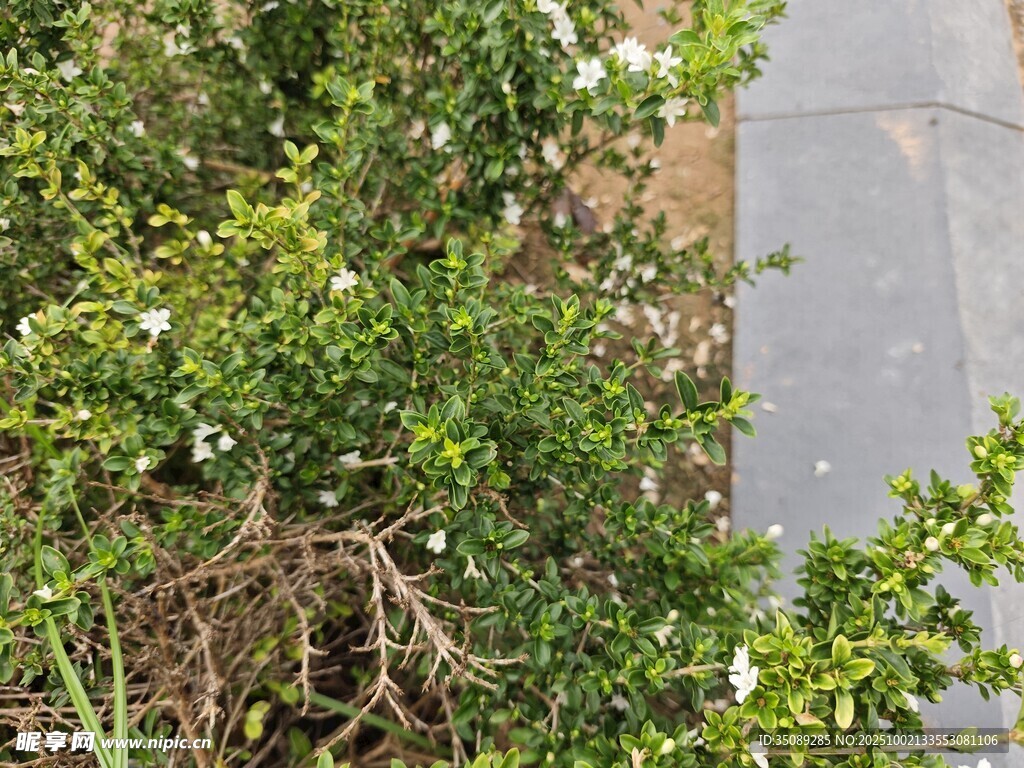 绿叶白花植物近景