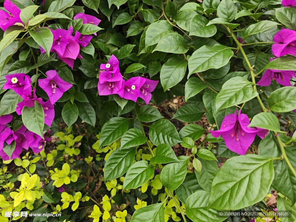 紫花绿叶植物景观