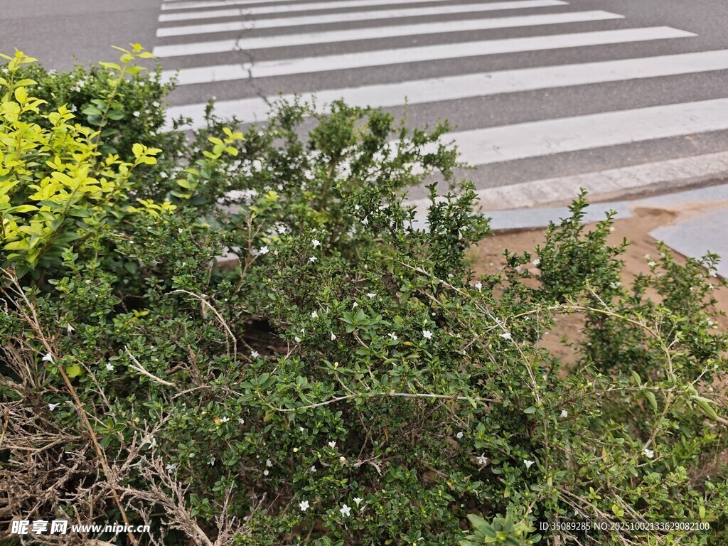 路边绿植与斑马线