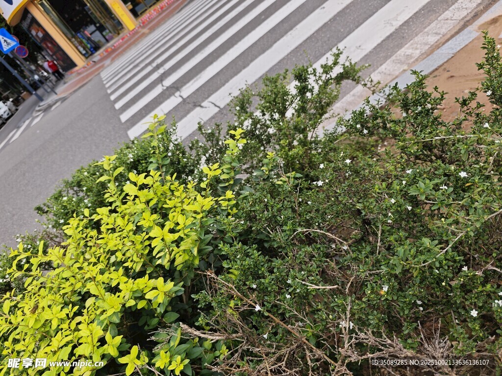路边绽放的黄色灌木丛