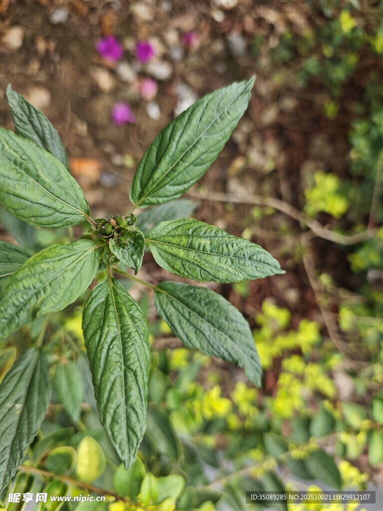 绿叶植物特写