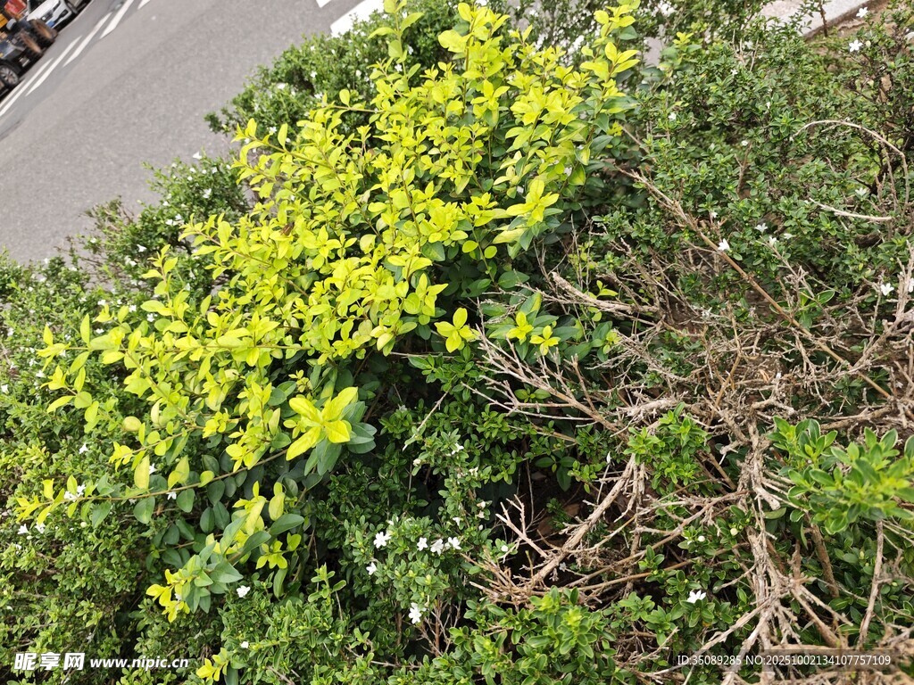 黄色繁茂植物景观