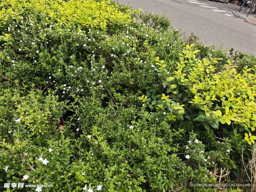 路边多彩绿植景观