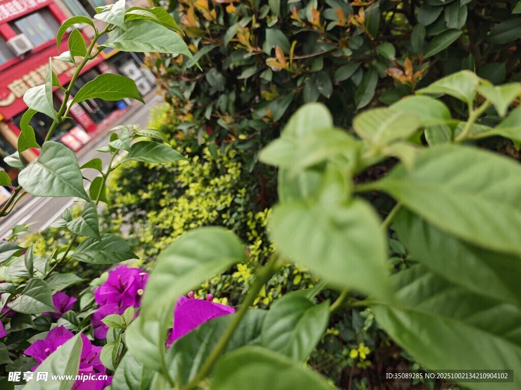 绿叶间绽放的娇艳紫花