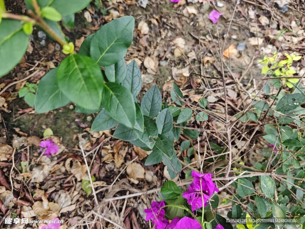 地面绽放的紫色小花