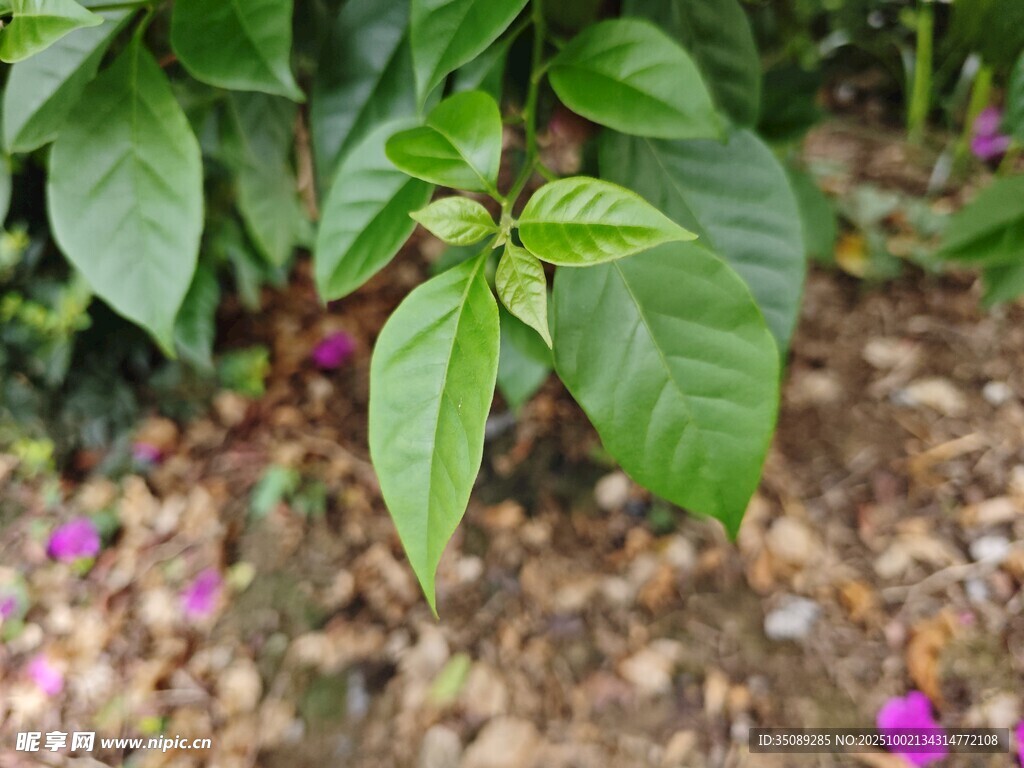 绿叶植物点缀紫色小花