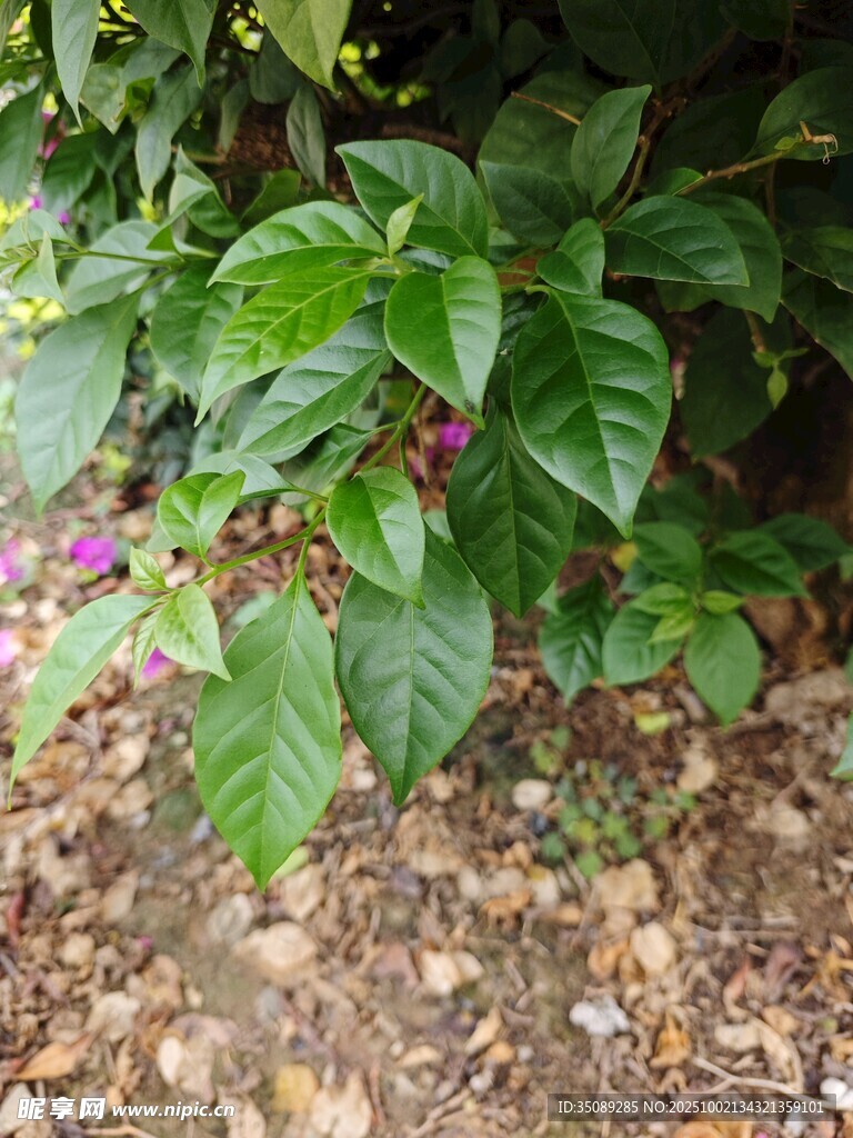 绿叶繁茂的地面植物景观