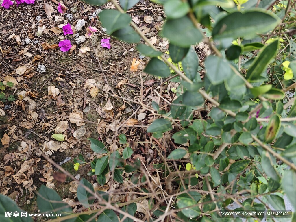 地面绿植与紫色小花景象
