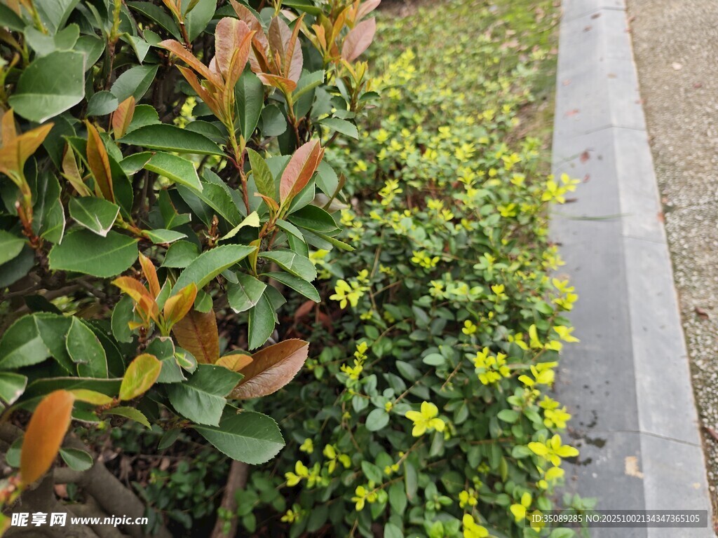 路边多彩绿植景观