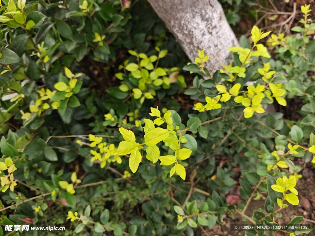 树干旁的嫩绿植物
