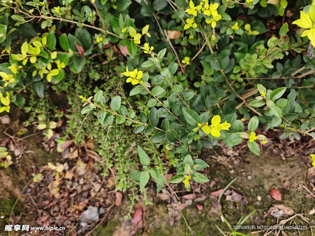 地面绽放的黄色小花
