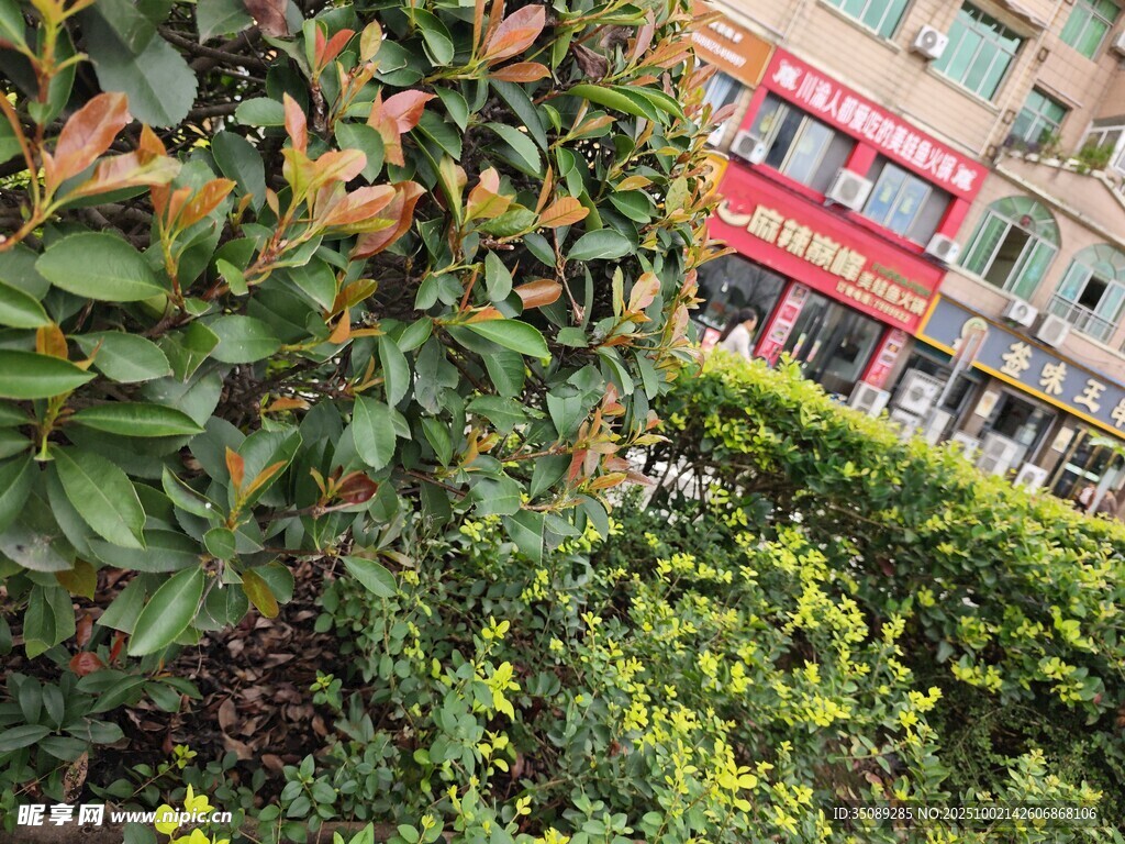 街边绿植景观