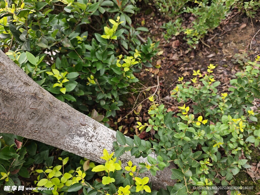 树干旁的翠绿植物