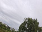 阴天垂柳景色