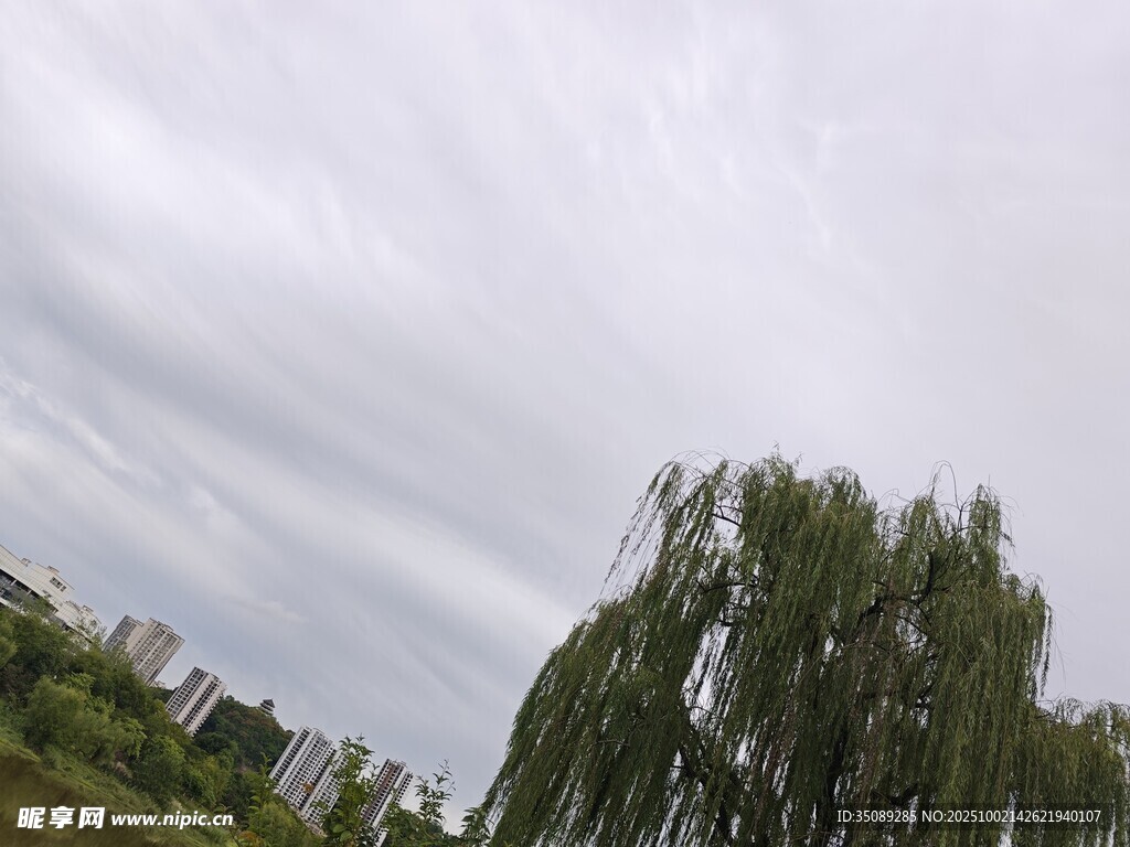 阴天垂柳景色