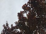 枝头红叶映灰白天空