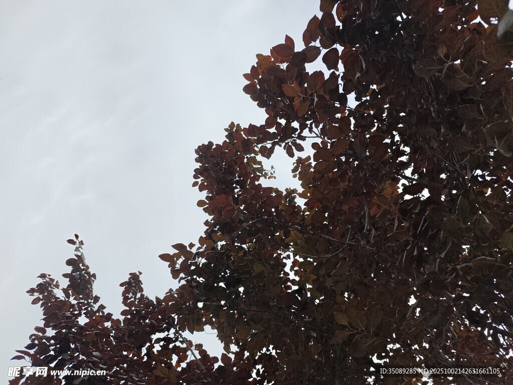 枝头红叶映灰白天空