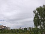 城郊垂柳景观
