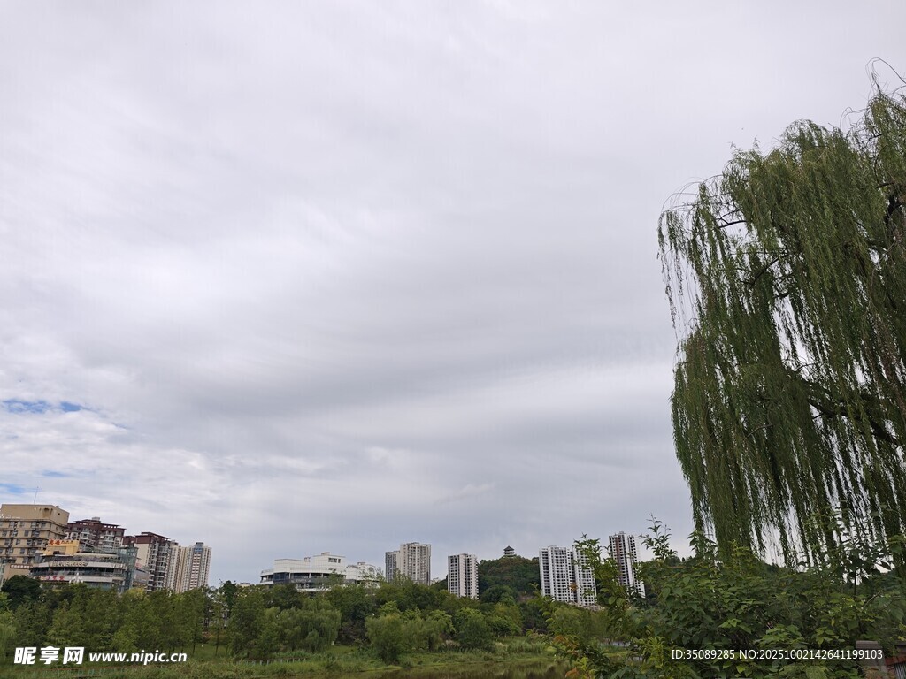 城郊垂柳景观