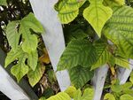 翠绿藤蔓植物叶片特写