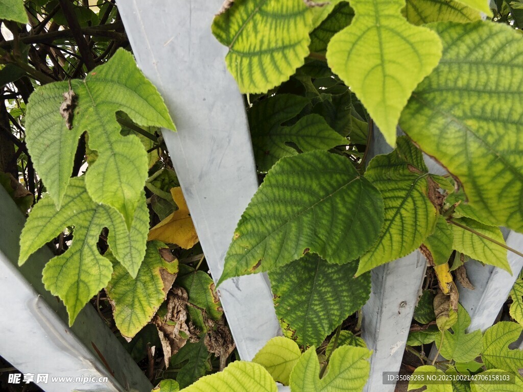 翠绿藤蔓植物叶片特写