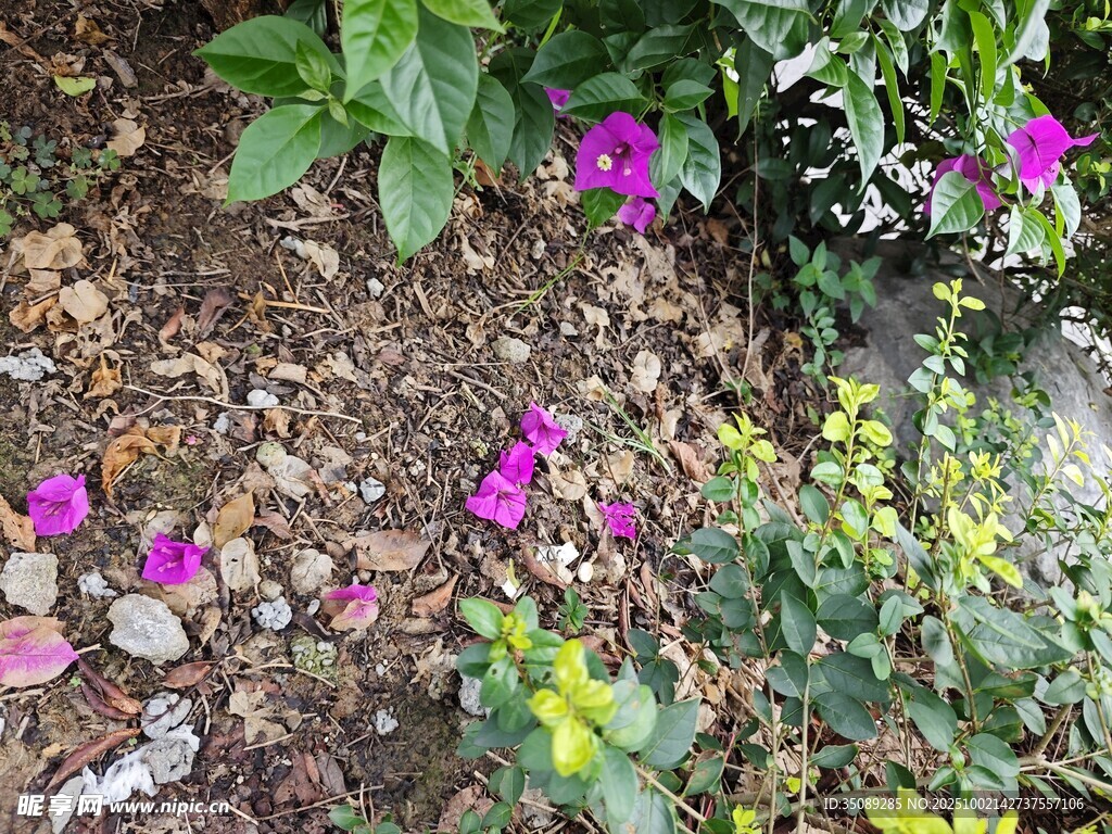 花园中多彩绽放的美丽花卉