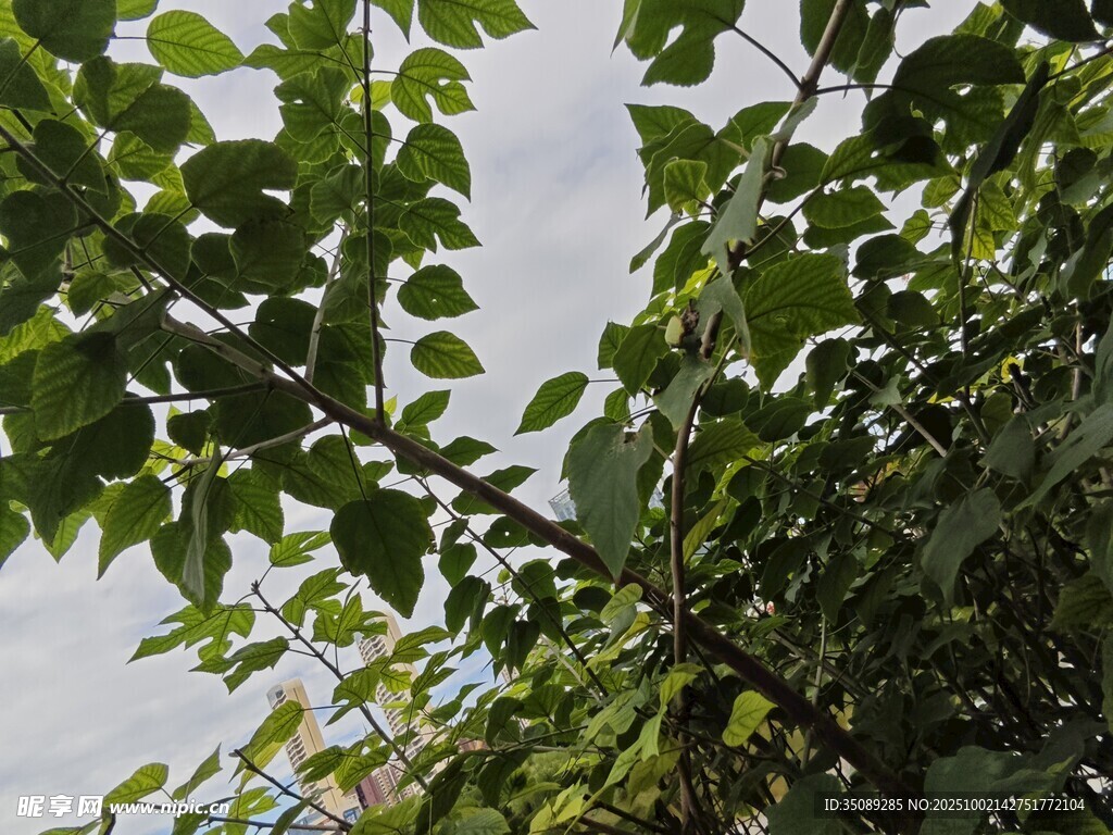 绿叶繁茂的树梢景观