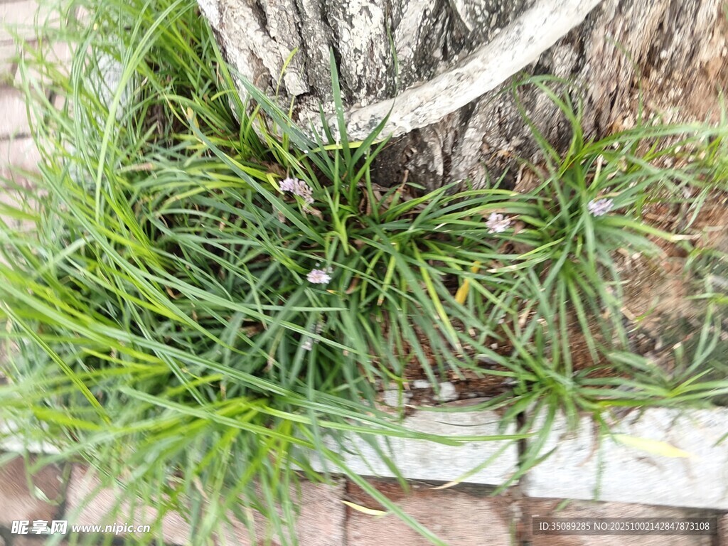 树干旁的翠绿小草