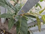 带斑痕的植物枝叶特写