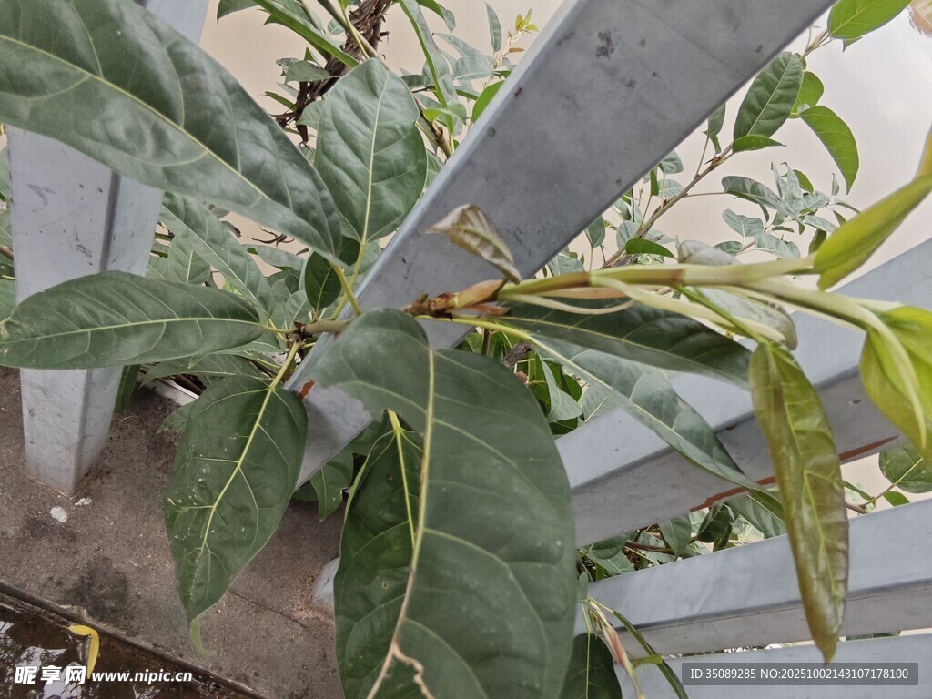 带斑痕的植物枝叶特写